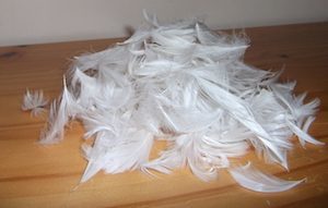 feathers, half as resistant as a black bear