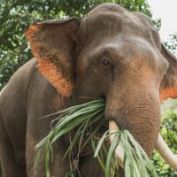 elephant eating to illustrate D&D 5e spell animal friendship