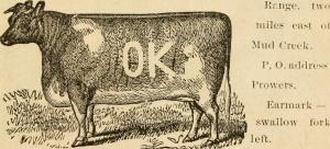 Cow-Branded-with-OK